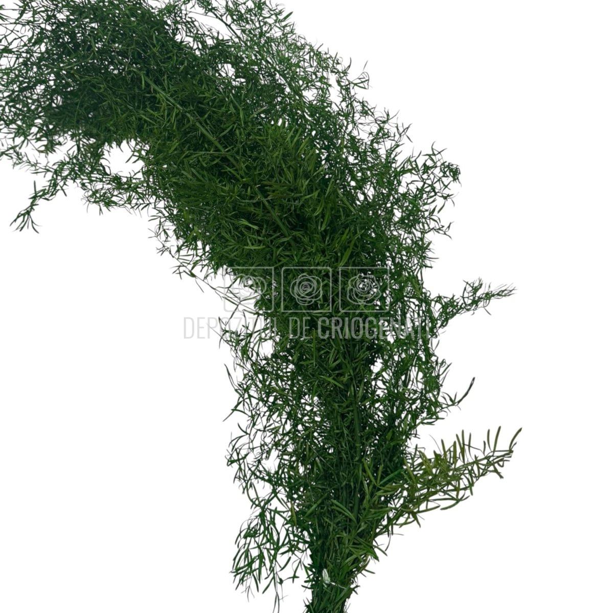 Sprengeri Verde Buchet Criogenat cu frunze dese, ideal pentru decor floral, livrare rapidă în România prin Depozitul de Criogenați