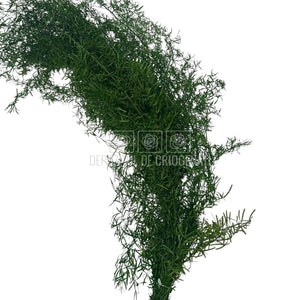 Sprengeri Verde Buchet Criogenat cu frunze dese, ideal pentru decor floral, livrare rapidă în România prin Depozitul de Criogenați