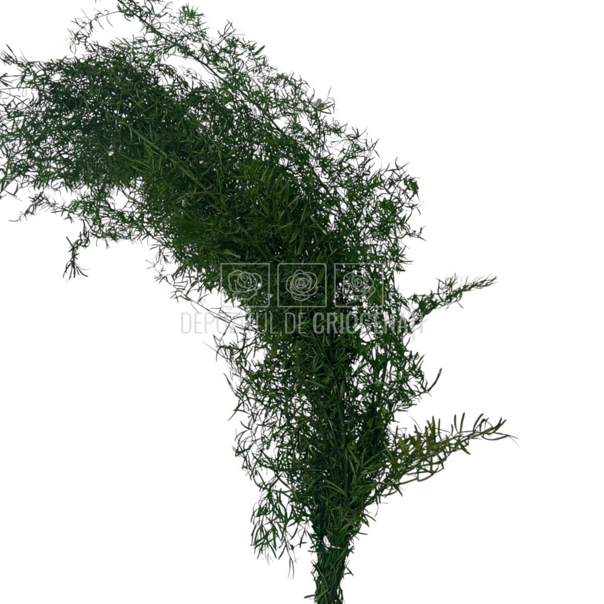 Buchet criogenat Sprengeri Verde cu aspect natural, ideal pentru florării și cadouri florale, disponibil în stoc pentru livrare rapidă