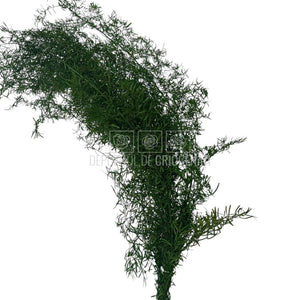 Buchet criogenat Sprengeri Verde cu aspect natural, ideal pentru florării și cadouri florale, disponibil în stoc pentru livrare rapidă