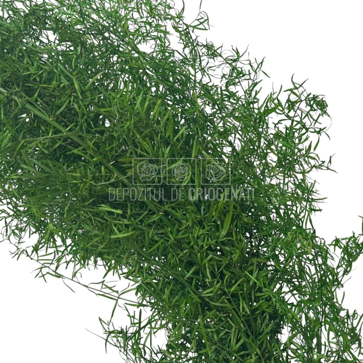 Textură detaliată a plantei Sprengeri Verde criogenate, produs stabilizat pentru aranjamente florale de lungă durată, livrare rapidă