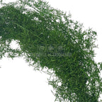 Detaliu frunziș dens al Sprengeri Verde Buchet Criogenat, plantă criogenată premium pentru decor natural, livrare rapidă în România