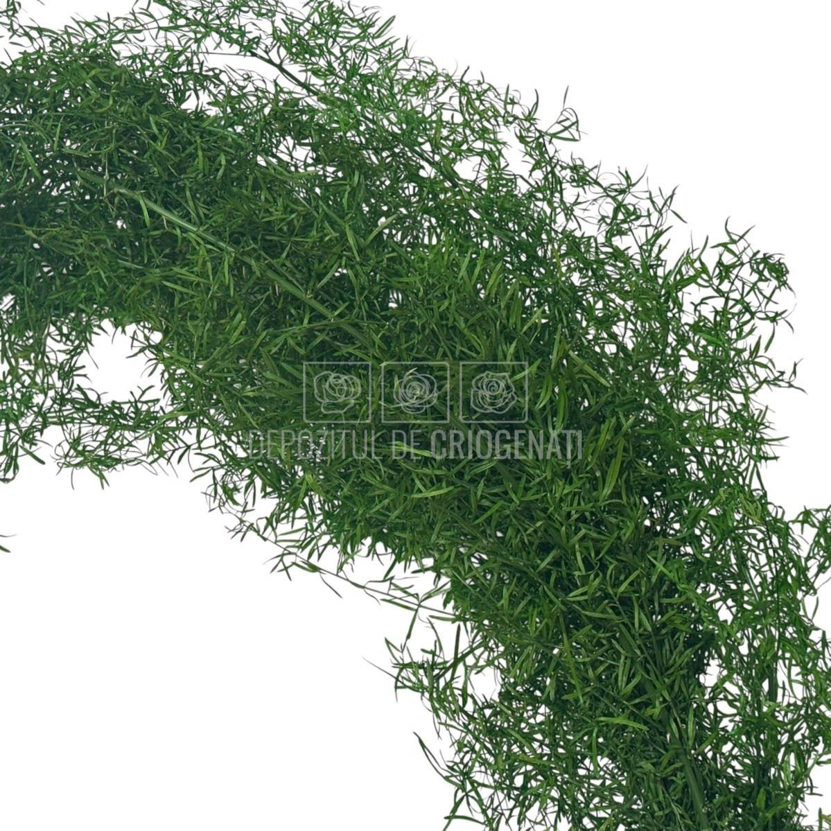Detaliu frunziș dens al Sprengeri Verde Buchet Criogenat, plantă criogenată premium pentru decor natural, livrare rapidă în România