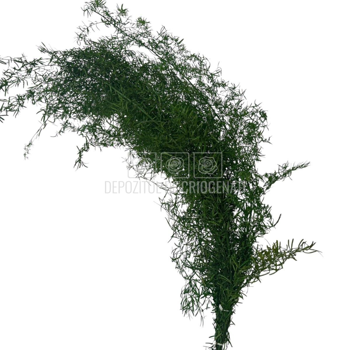 Planta stabilizată Sprengeri Verde în buchet criogenat, perfectă pentru aranjamente florale durabile, disponibilă online cu livrare rapidă