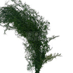 Sprengeri Verde Buchet Criogenat marca Verdissimo, plantă decorativă stabilizată pentru flori nemuritoare, livrare rapidă în 24h