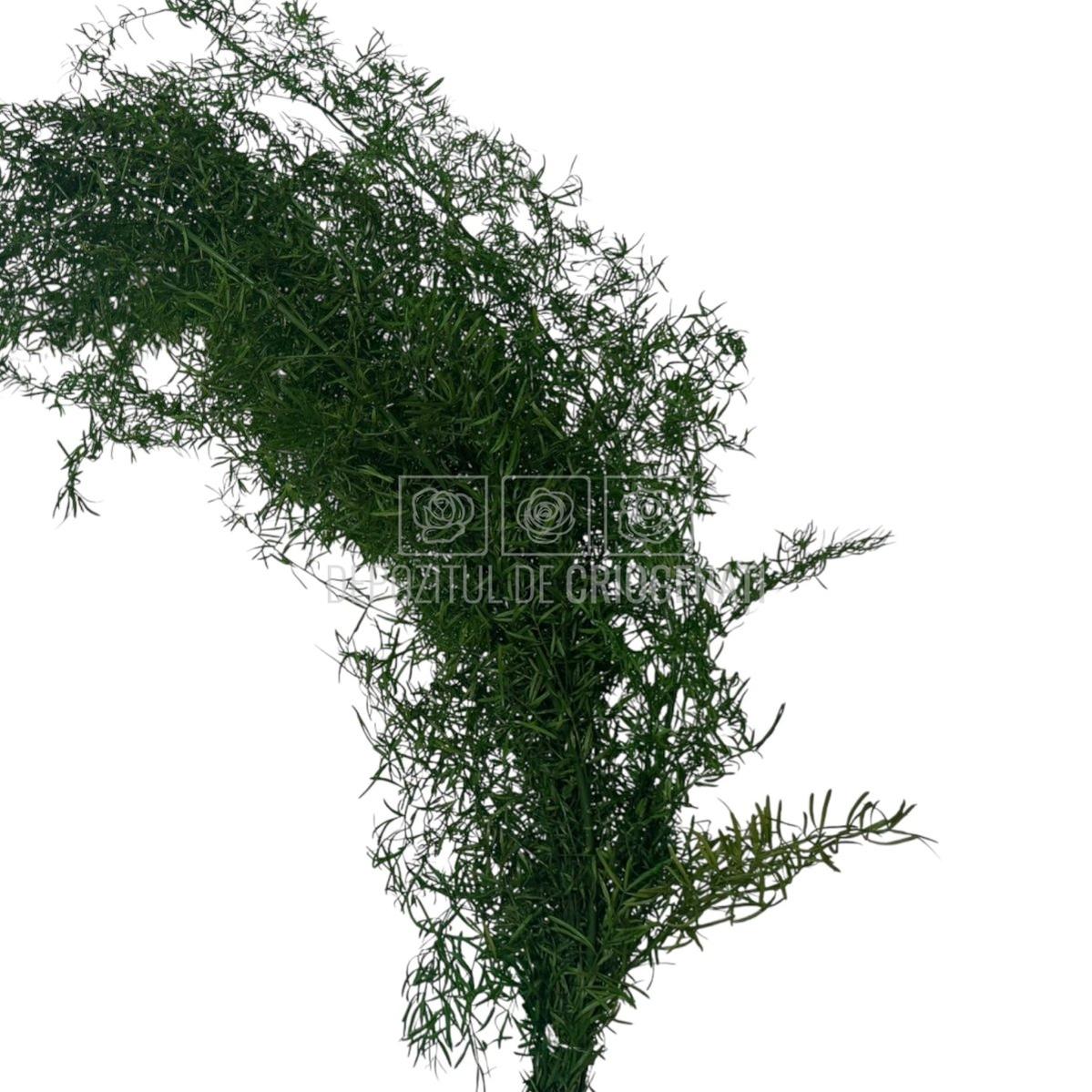 Sprengeri Verde Buchet Criogenat marca Verdissimo, plantă decorativă stabilizată pentru flori nemuritoare, livrare rapidă în 24h