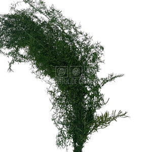 Sprengeri Verde Buchet Criogenat marca Verdissimo, plantă decorativă stabilizată pentru flori nemuritoare, livrare rapidă în 24h
