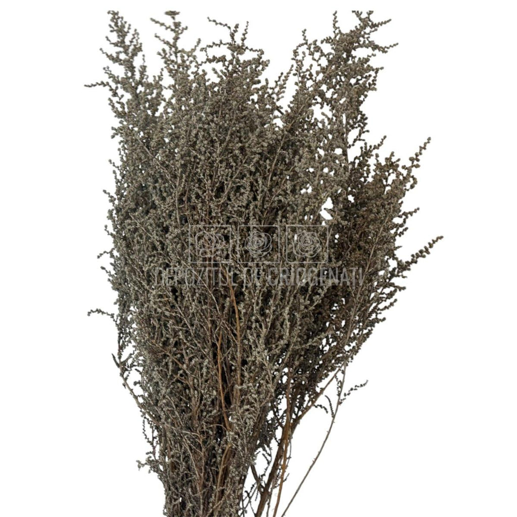STOEBE BLAN-PLATA (buchet alb-gri, 40-50 cm) - Depozitul de Criogenati