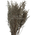 STOEBE BLAN-PLATA (buchet alb-gri, 40-50 cm) - Depozitul de Criogenati