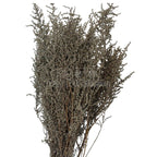 STOEBE BLAN-PLATA (buchet alb-gri, 40-50 cm) - Depozitul de Criogenati