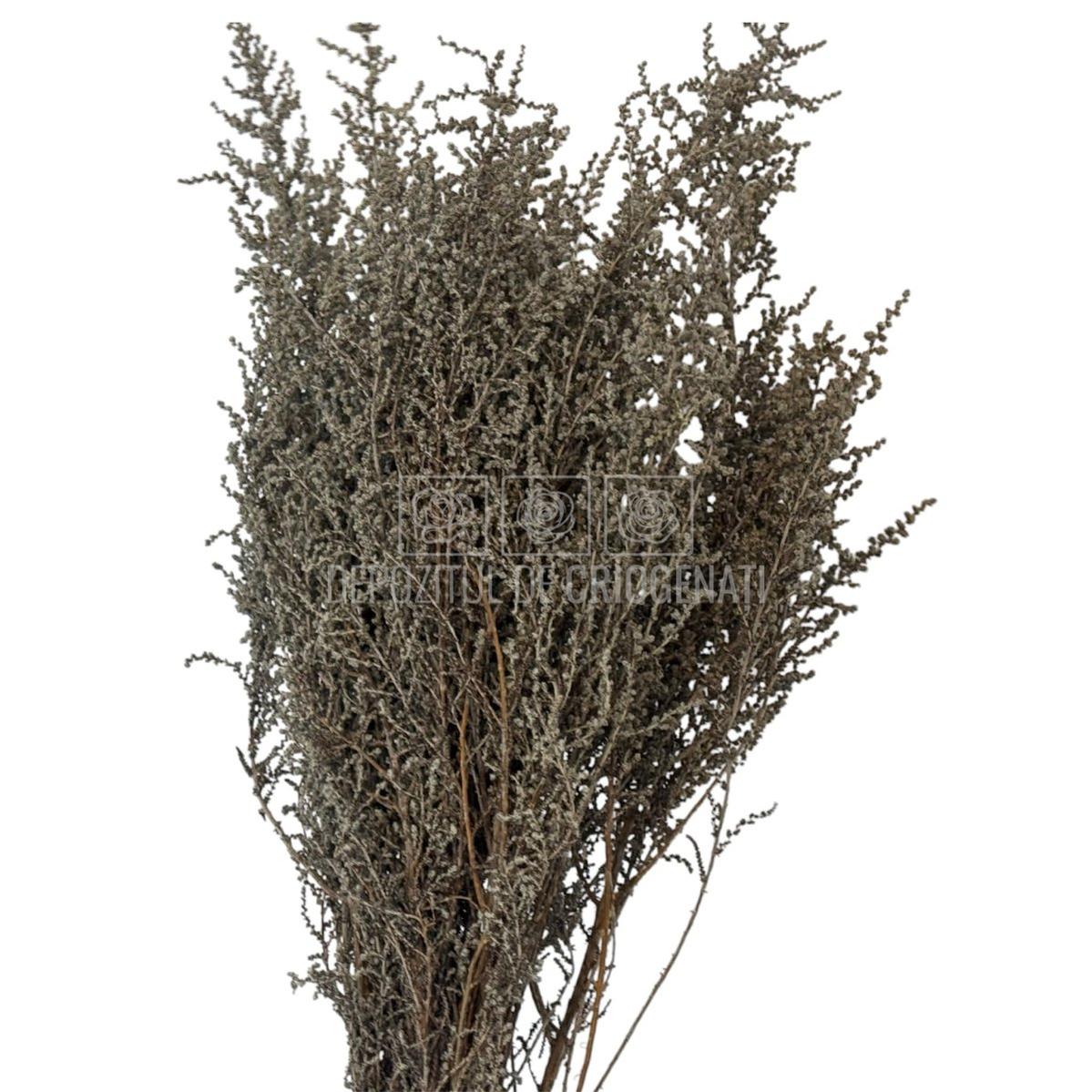 STOEBE BLAN-PLATA (buchet alb-gri, 40-50 cm) - Depozitul de Criogenati