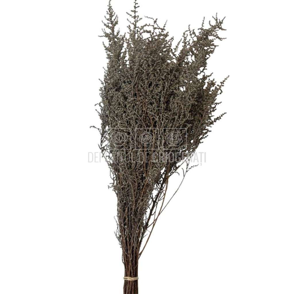 STOEBE BLAN-PLATA (buchet alb-gri, 40-50 cm) - Depozitul de Criogenati