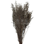 STOEBE BLAN-PLATA (buchet alb-gri, 40-50 cm) - Depozitul de Criogenati