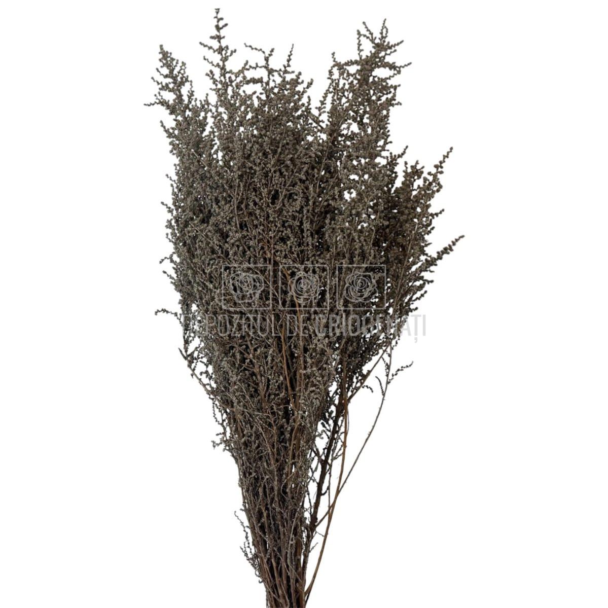 STOEBE BLAN-PLATA (buchet alb-gri, 40-50 cm) - Depozitul de Criogenati