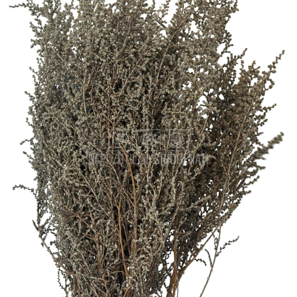STOEBE BLAN-PLATA (buchet alb-gri, 40-50 cm) - Depozitul de Criogenati