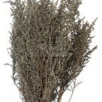 STOEBE BLAN-PLATA (buchet alb-gri, 40-50 cm) - Depozitul de Criogenati