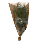 STOEBE VERDE (buchet verde, 40-50 cm) - Depozitul de Criogenati