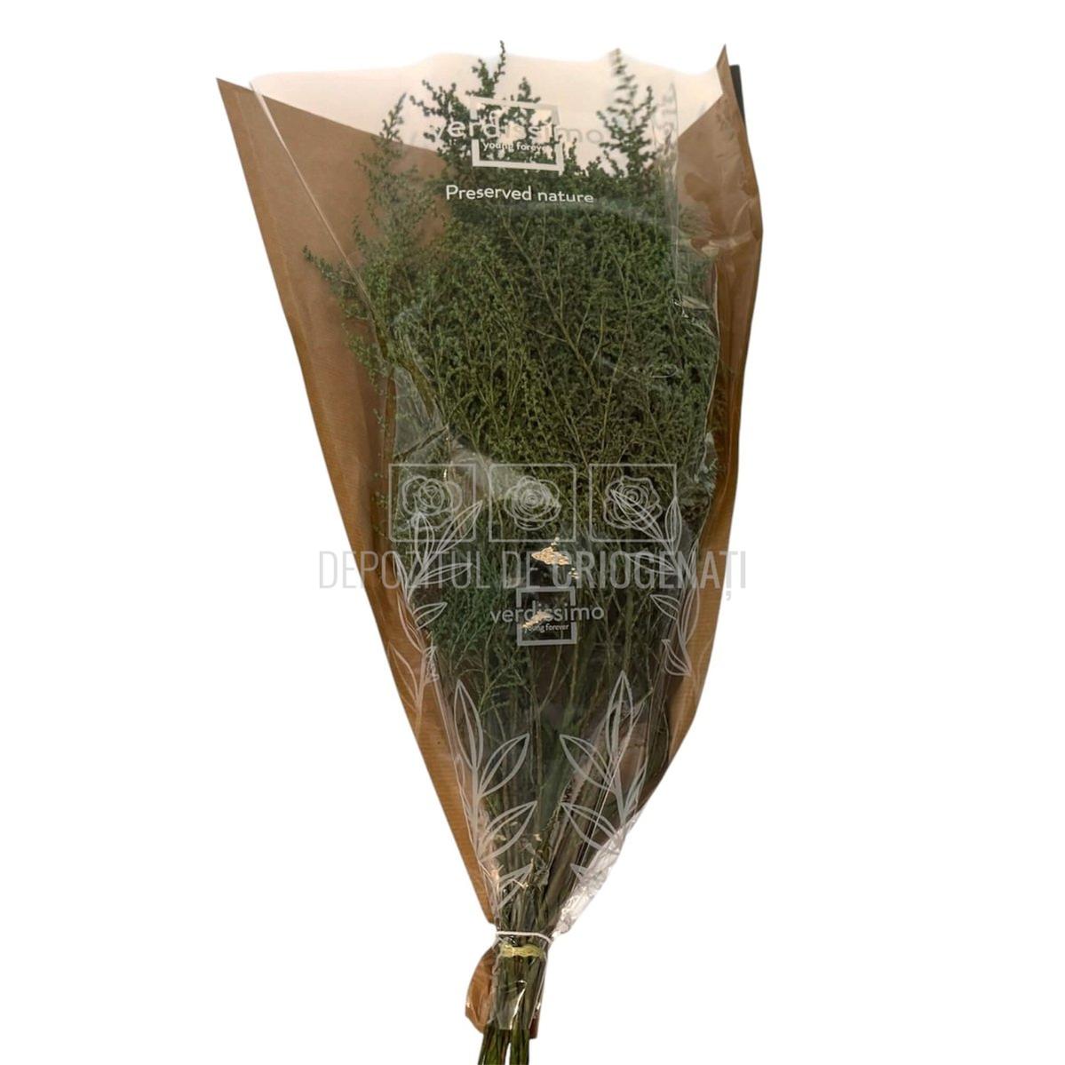 STOEBE VERDE (buchet verde, 40-50 cm) - Depozitul de Criogenati