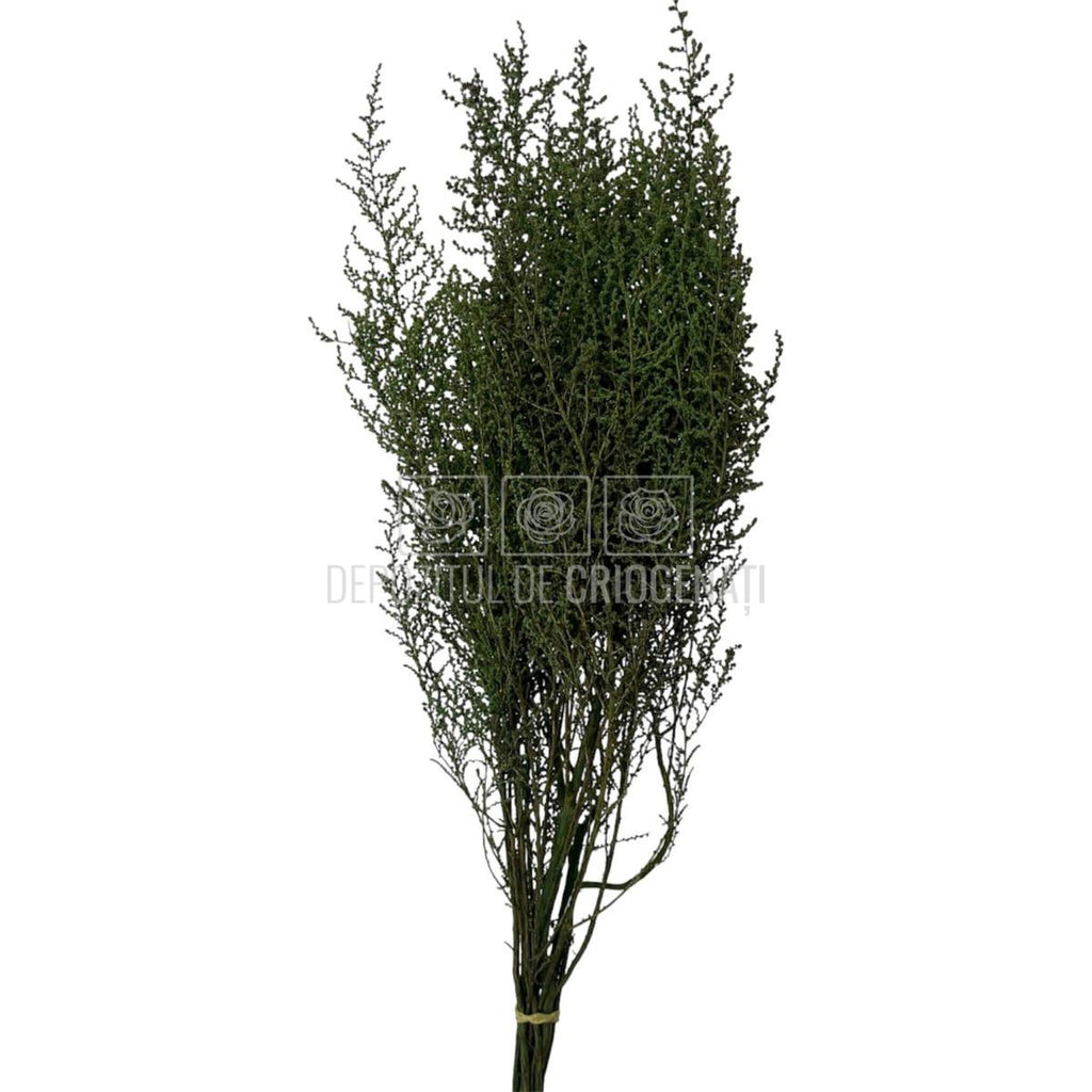 STOEBE VERDE (buchet verde, 40-50 cm) - Depozitul de Criogenati