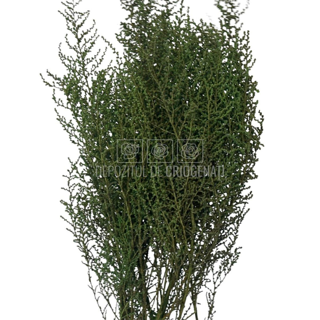 STOEBE VERDE (buchet verde, 40-50 cm) - Depozitul de Criogenati