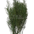 STOEBE VERDE (buchet verde, 40-50 cm) - Depozitul de Criogenati
