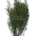 STOEBE VERDE (buchet verde, 40-50 cm) - Depozitul de Criogenati