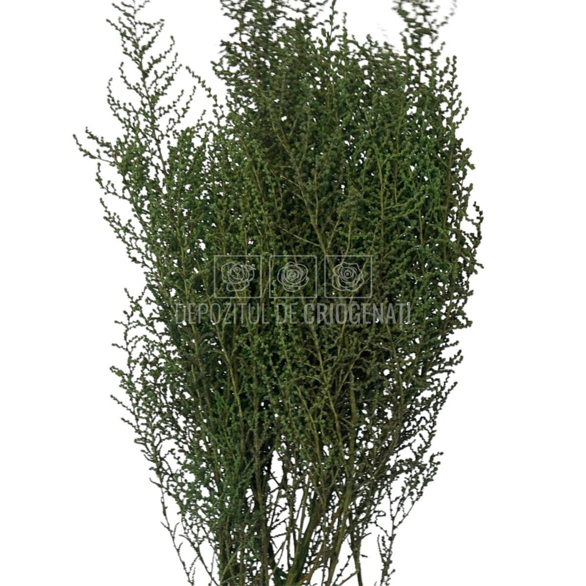 STOEBE VERDE (buchet verde, 40-50 cm) - Depozitul de Criogenati