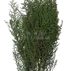 STOEBE VERDE (buchet verde, 40-50 cm) - Depozitul de Criogenati