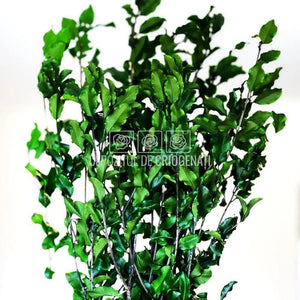 Tenuifolium Pitosporum Verde (Buchet Criogenat) - DepozituldeCriogenati.ro