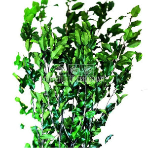 Tenuifolium Pitosporum Verde (Buchet Criogenat) - DepozituldeCriogenati.ro