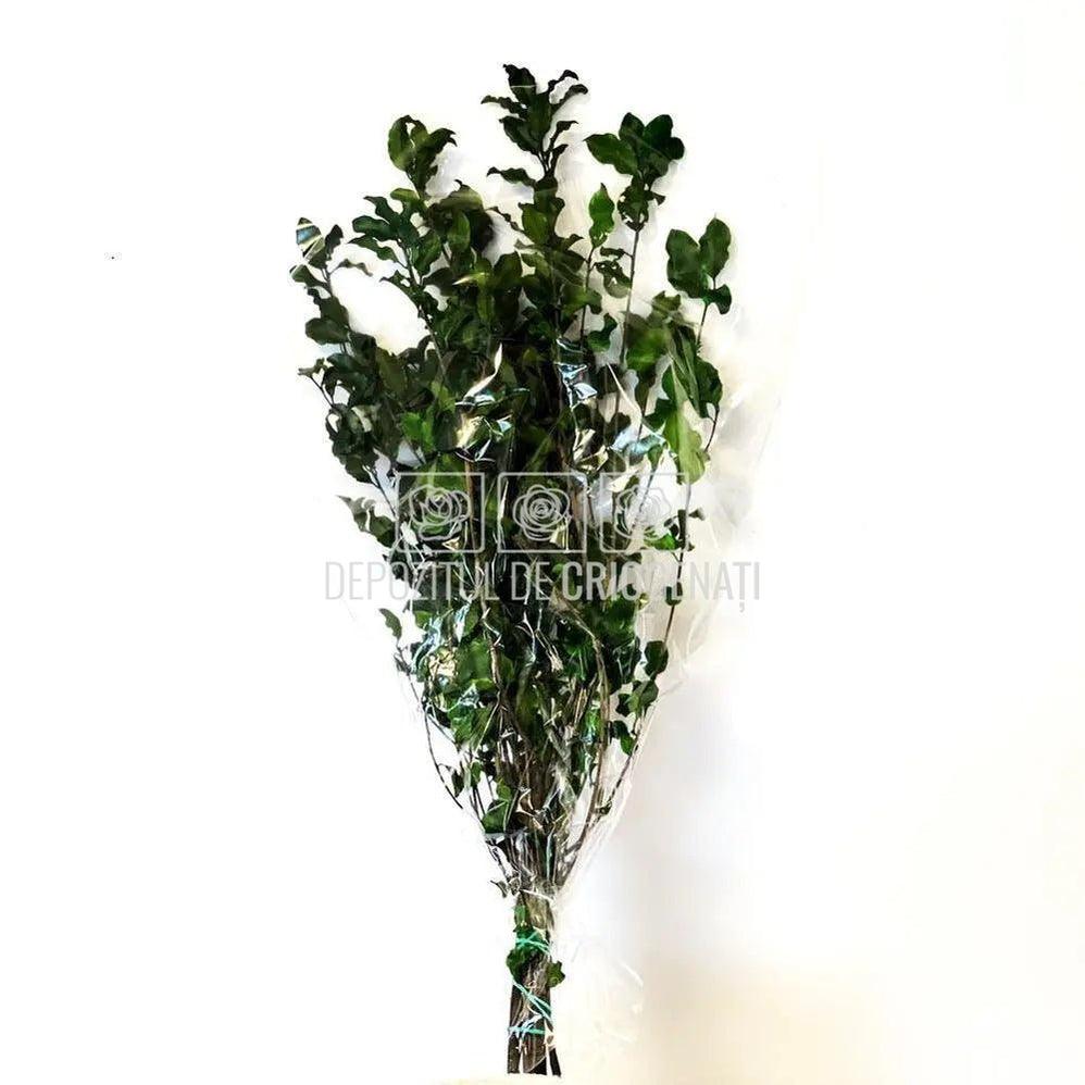 Tenuifolium Pitosporum Verde (Buchet Criogenat) - Depozitul de Criogenati