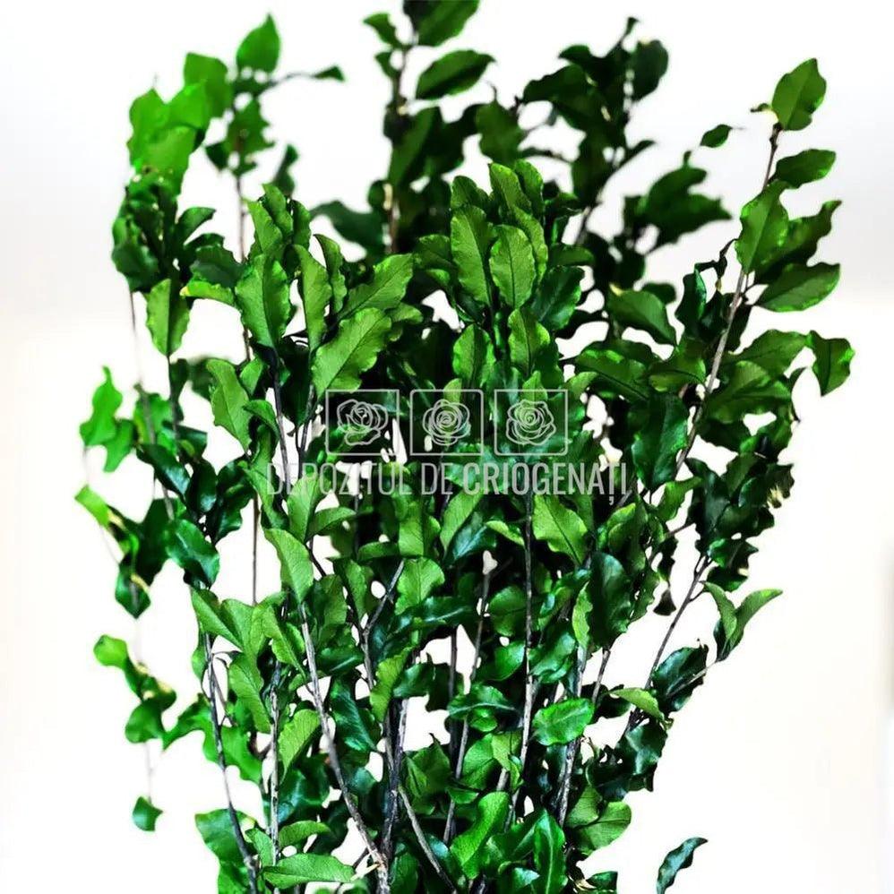 Tenuifolium Pitosporum Verde (Buchet Criogenat) - Depozitul de Criogenati