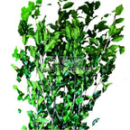 Tenuifolium Pitosporum Verde (Buchet Criogenat) - Depozitul de Criogenati