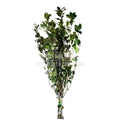 Tenuifolium Pitosporum Verde (Buchet Criogenat) - Depozitul de Criogenati