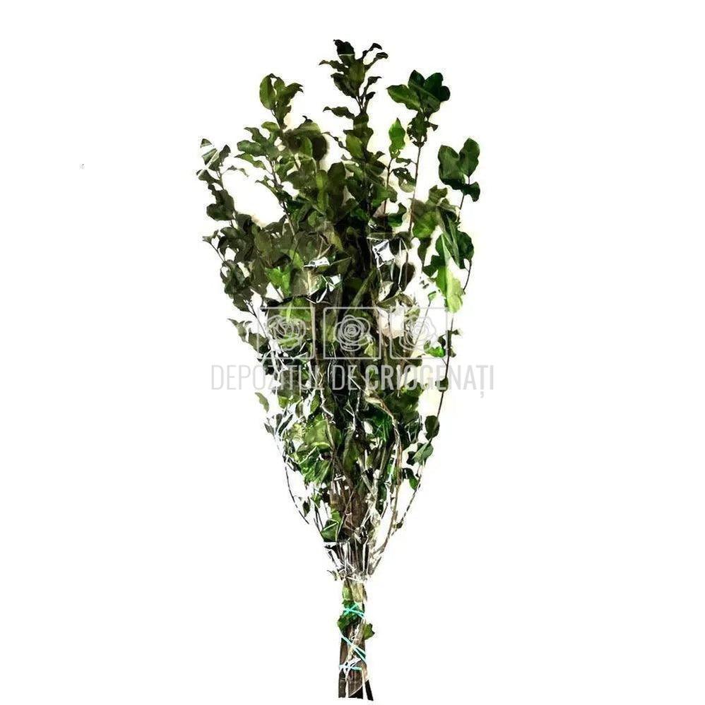 Tenuifolium Pitosporum Verde (Buchet Criogenat) - DepozituldeCriogenati.ro