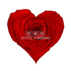 Trandafir Criogenat BELLA CORAZON RED - 02 (dia. 7 - 8cm) - Depozitul de Criogenati