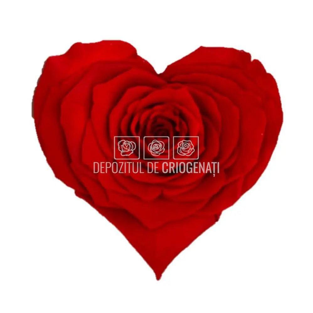 Trandafir Criogenat BELLA CORAZON RED - 02 (dia. 7 - 8cm) - Depozitul de Criogenati