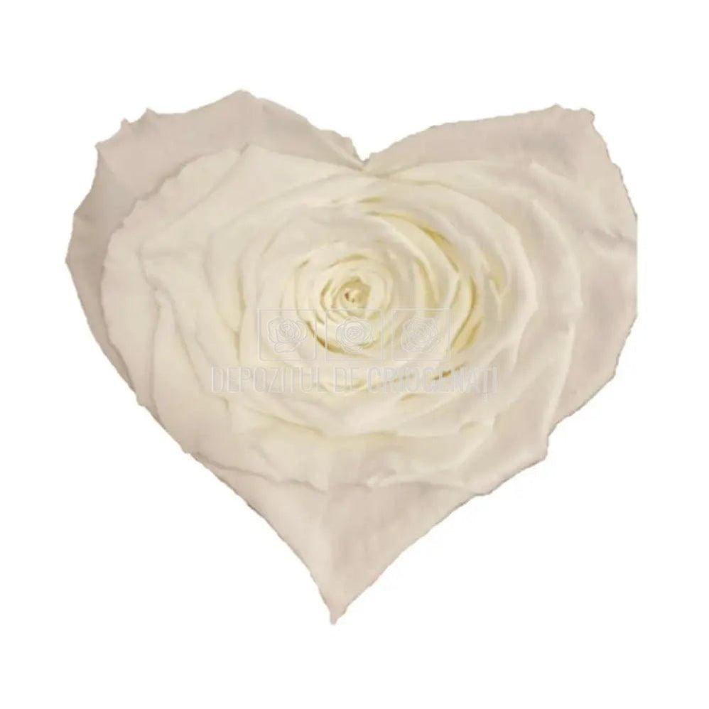 Trandafir Criogenat BELLA CORAZON WHI - 01 (dia. 7 - 8cm) - Depozitul de Criogenati