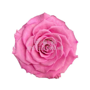 Trandafir Criogenat BONITA BIC-08 (Ø9,5cm, 1 buc /cutie) - DepozituldeCriogenati.ro