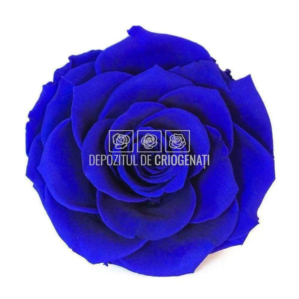 Trandafir Criogenat BONITA BLU - 03 (dia. 9,5cm, 1 buc /cutie) - Depozitul de Criogenati