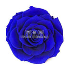 Trandafir Criogenat BONITA BLU - 03 (dia. 9,5cm, 1 buc /cutie) - Depozitul de Criogenati