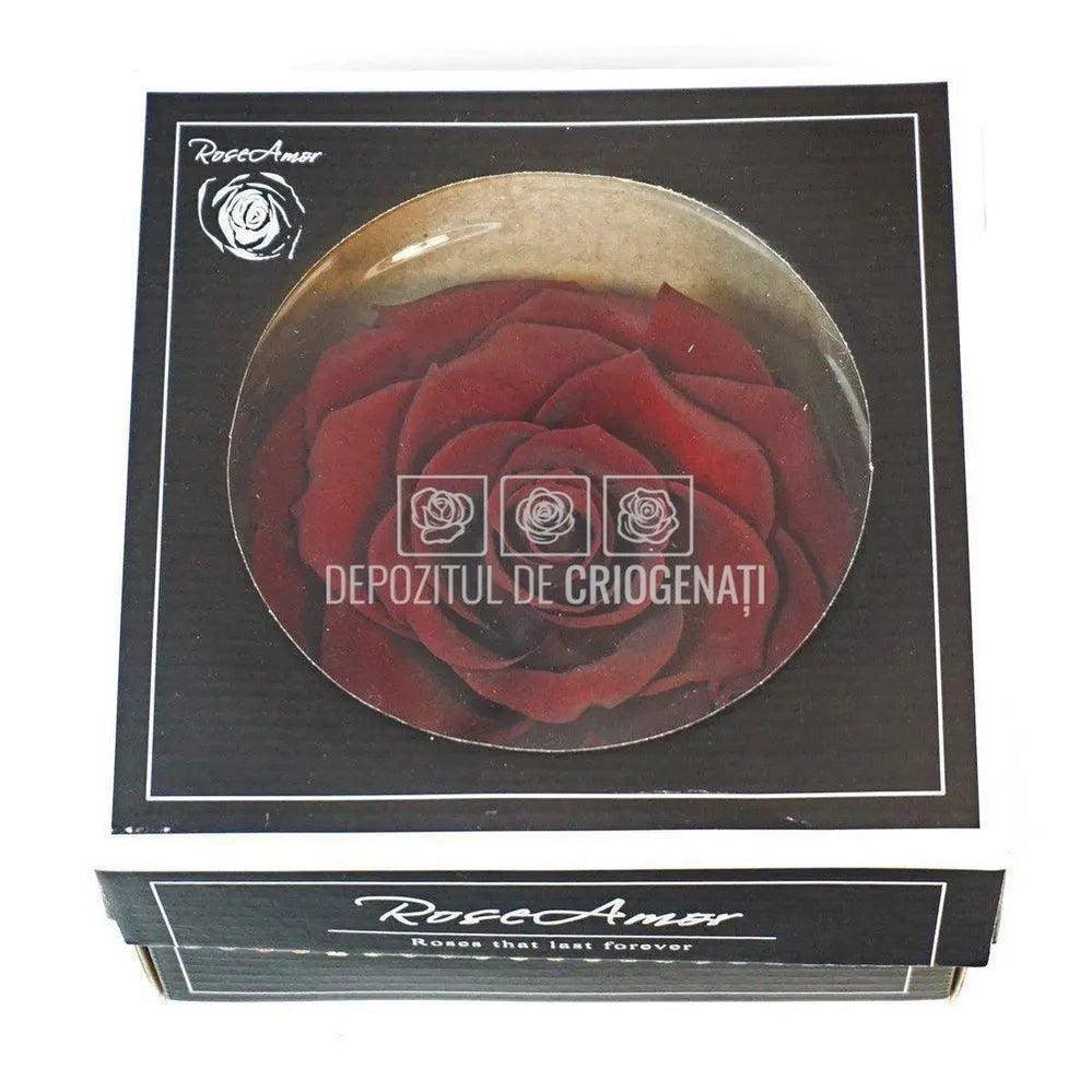 Trandafir Criogenat BONITA CHO-01 (Ø9,5cm, 1 buc /cutie) - DepozituldeCriogenati.ro