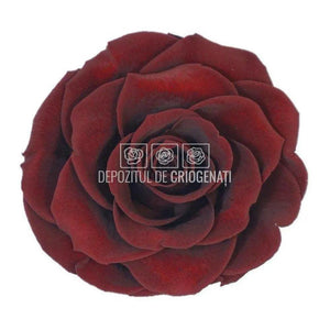 Trandafir Criogenat BONITA CHO-01 (Ø9,5cm, 1 buc /cutie) - DepozituldeCriogenati.ro