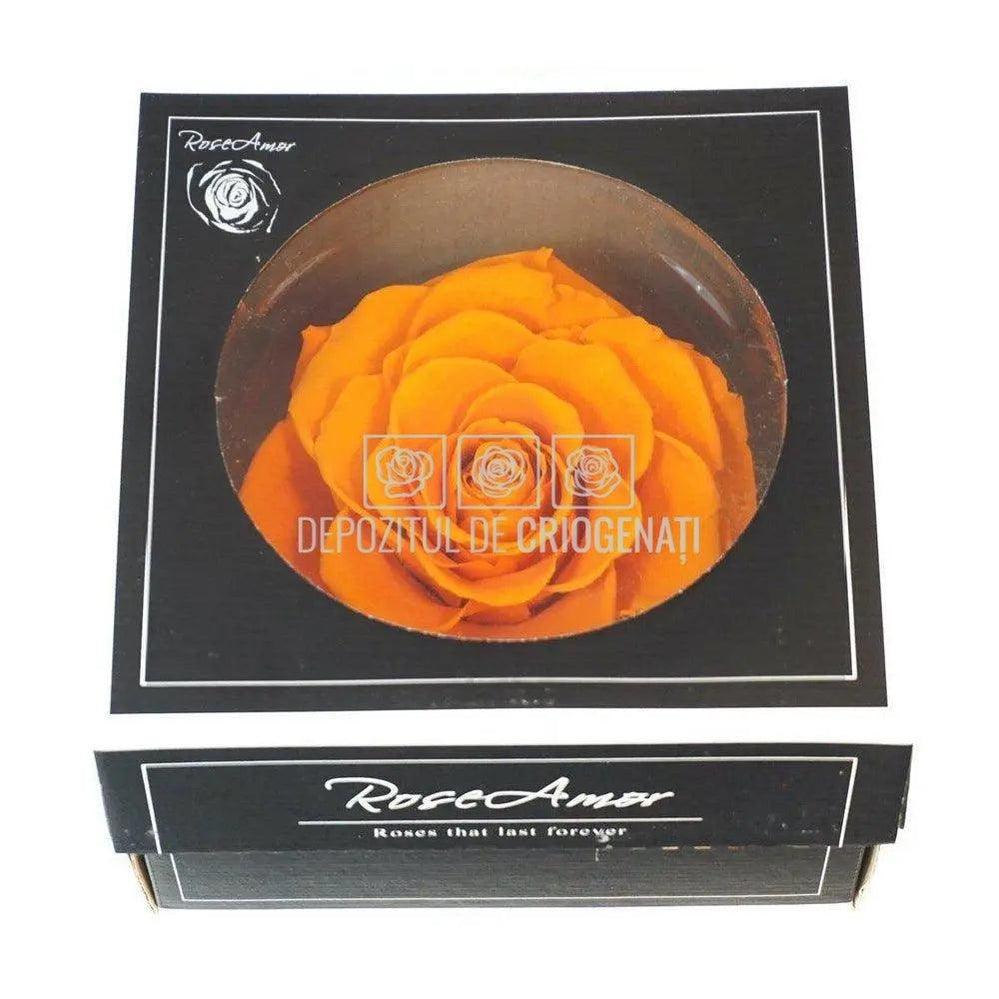 Trandafir Criogenat BONITA ORA-02 (Ø9,5cm, 1 buc /cutie) - DepozituldeCriogenati.ro