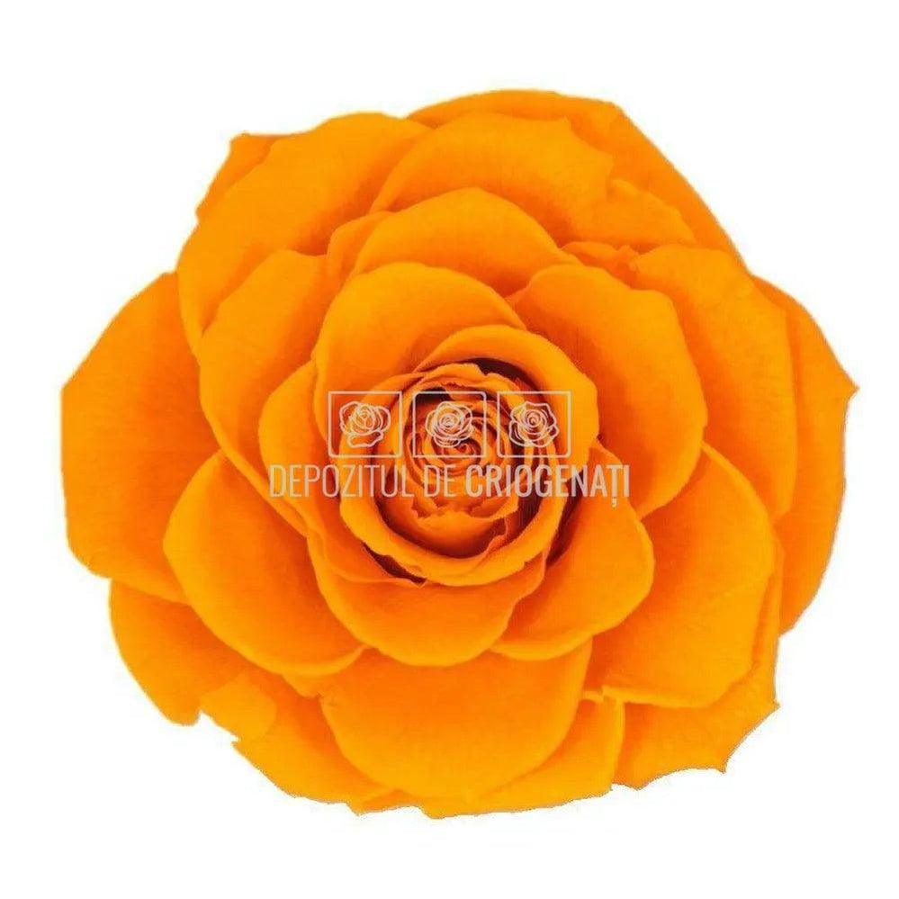 Trandafir Criogenat BONITA ORA-02 (Ø9,5cm, 1 buc /cutie) - DepozituldeCriogenati.ro