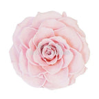 Trandafir Criogenat BONITA PIN - 04 (dia. 9,5cm, 1 buc /cutie) - Depozitul de Criogenati