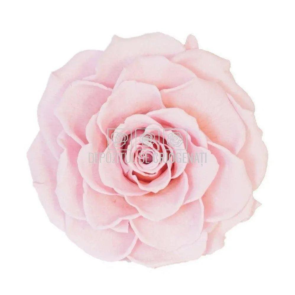 Trandafir Criogenat BONITA PIN - 04 (dia. 9,5cm, 1 buc /cutie) - Depozitul de Criogenati
