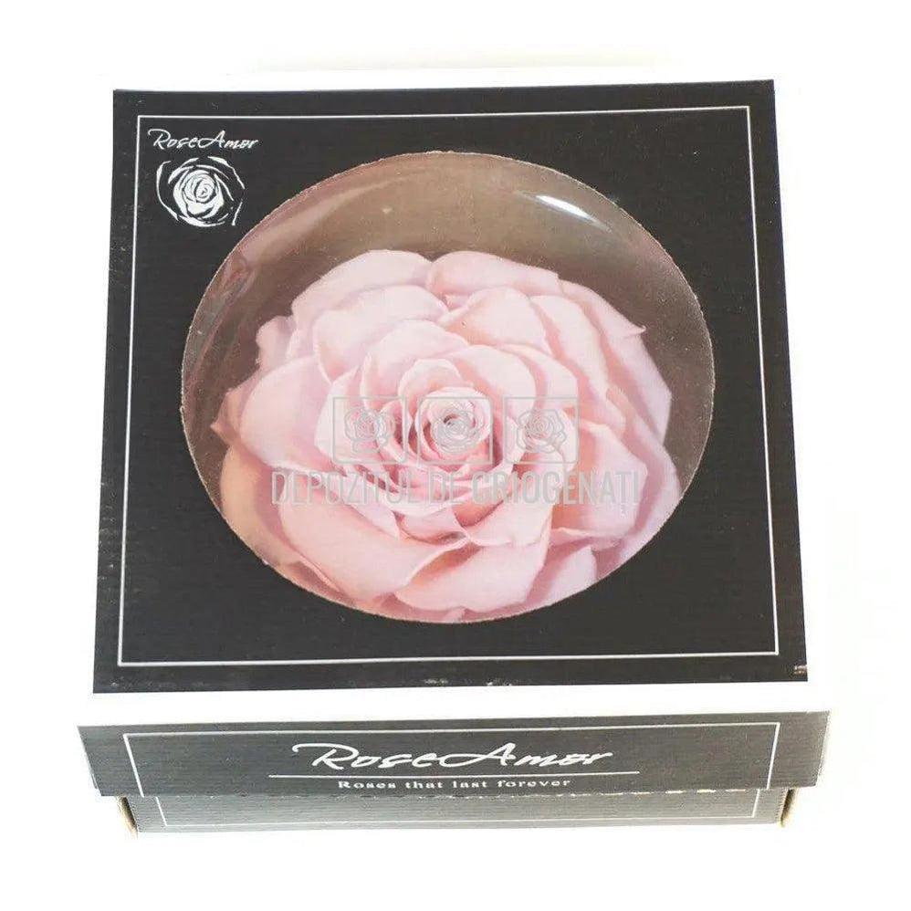 Trandafir Criogenat BONITA PIN - 04 (dia. 9,5cm, 1 buc /cutie) - Depozitul de Criogenati