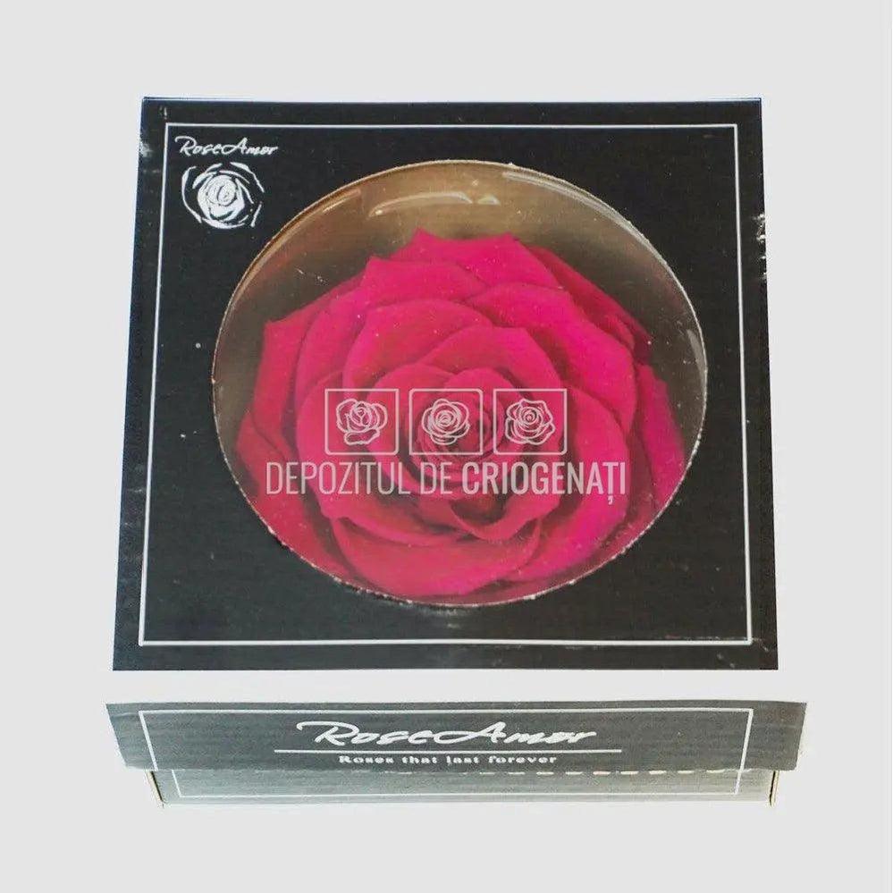 Trandafir Criogenat BONITA PIN-05 (Ø9,5cm, 1 buc /cutie) - DepozituldeCriogenati.ro