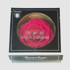 Trandafir Criogenat BONITA PIN-05 (Ø9,5cm, 1 buc /cutie) - DepozituldeCriogenati.ro